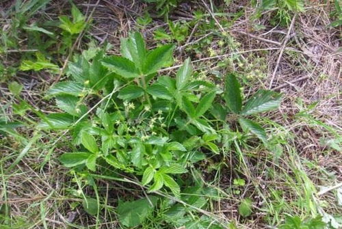 雞爪參 葉子是美味野菜，根部是珍貴黑參