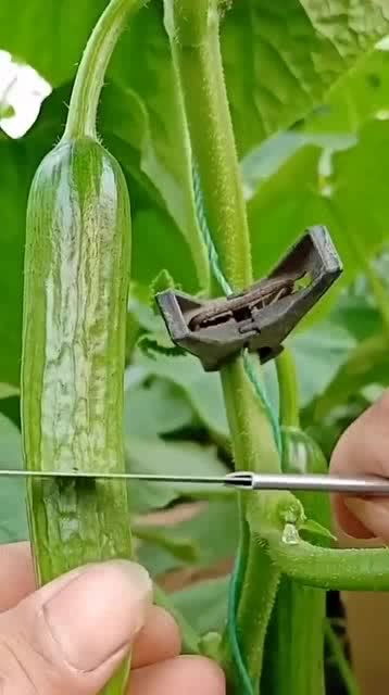 從人參果到黑參 看似高檔的養生食材，其實家庭養護很簡單